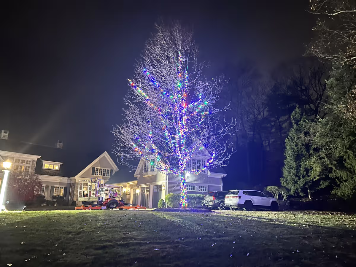 Trees holiday lights installation in New Jersey