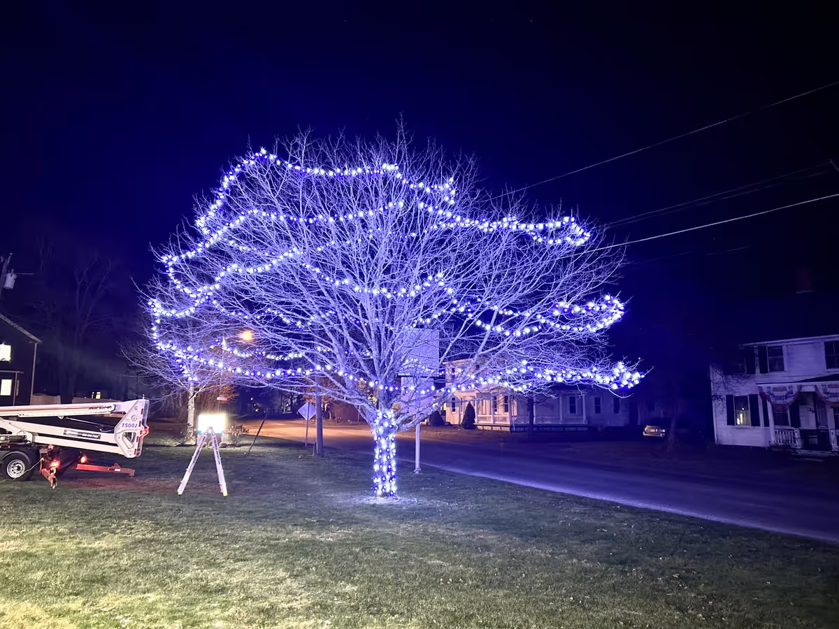Trees holiday lights installation in New Jersey