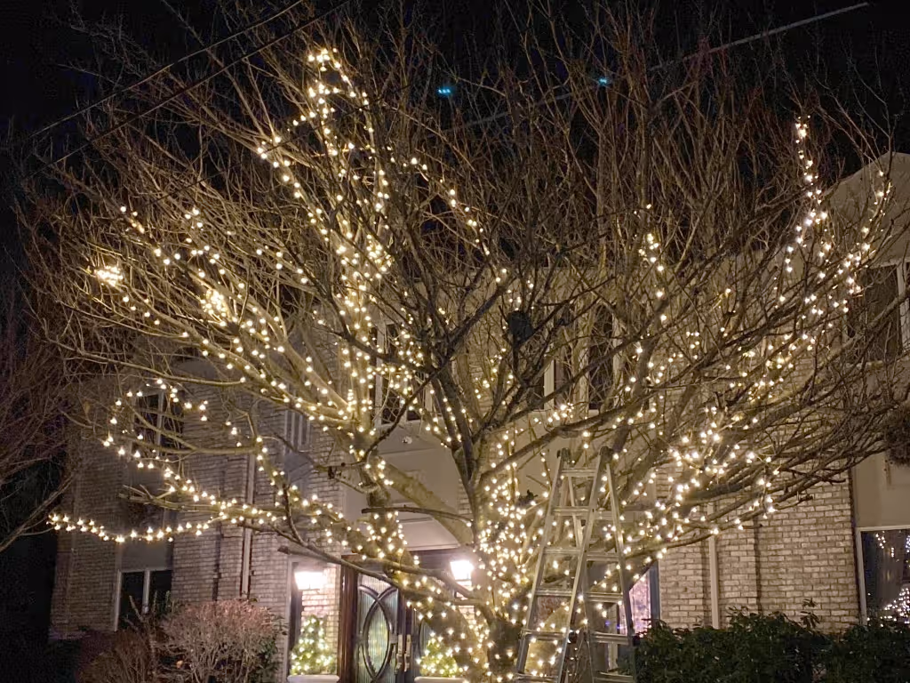Trees holiday lights installation in New Jersey