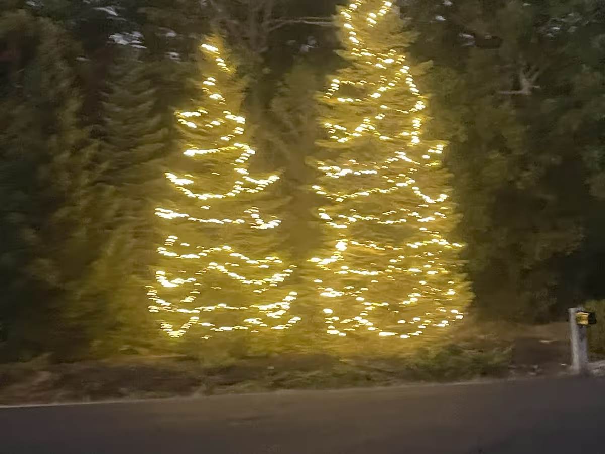 Trees holiday lights installation in New Jersey